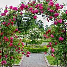 toronto engagement and wedding photography at North York Rose Garden Toronto