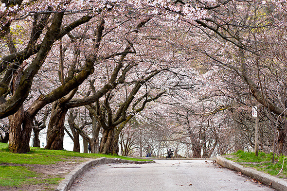 toronto engagement and wedding photography at High Park
