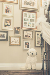 family framed photo collage with a dog